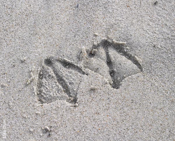 wet web feet in the sand